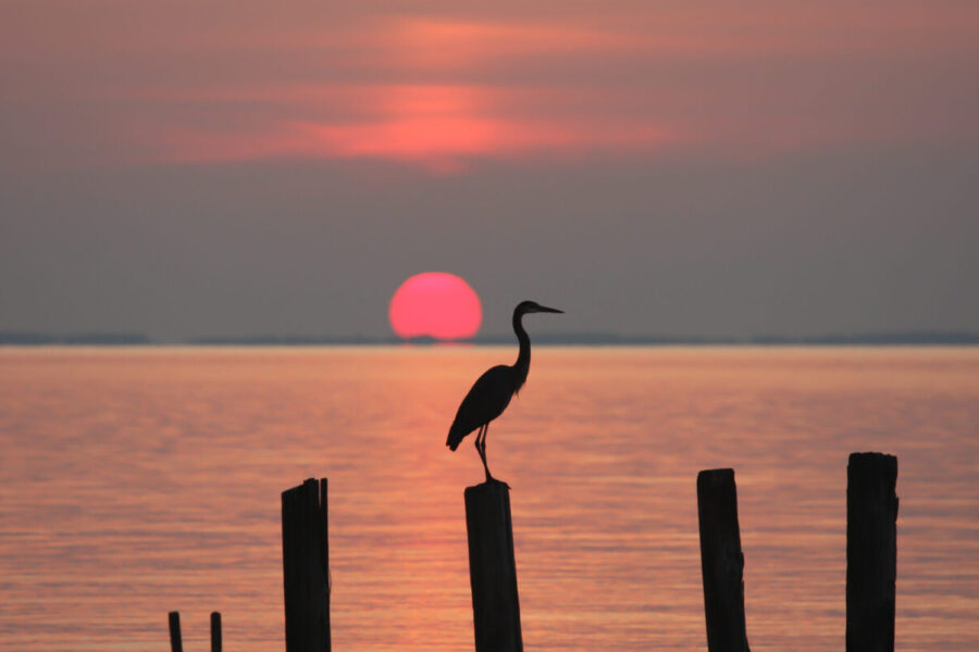 Heron perching on a piling at sunrise on the Chesapeake Bay in Chesapeake Beach, Calvert County, Maryland, USA.