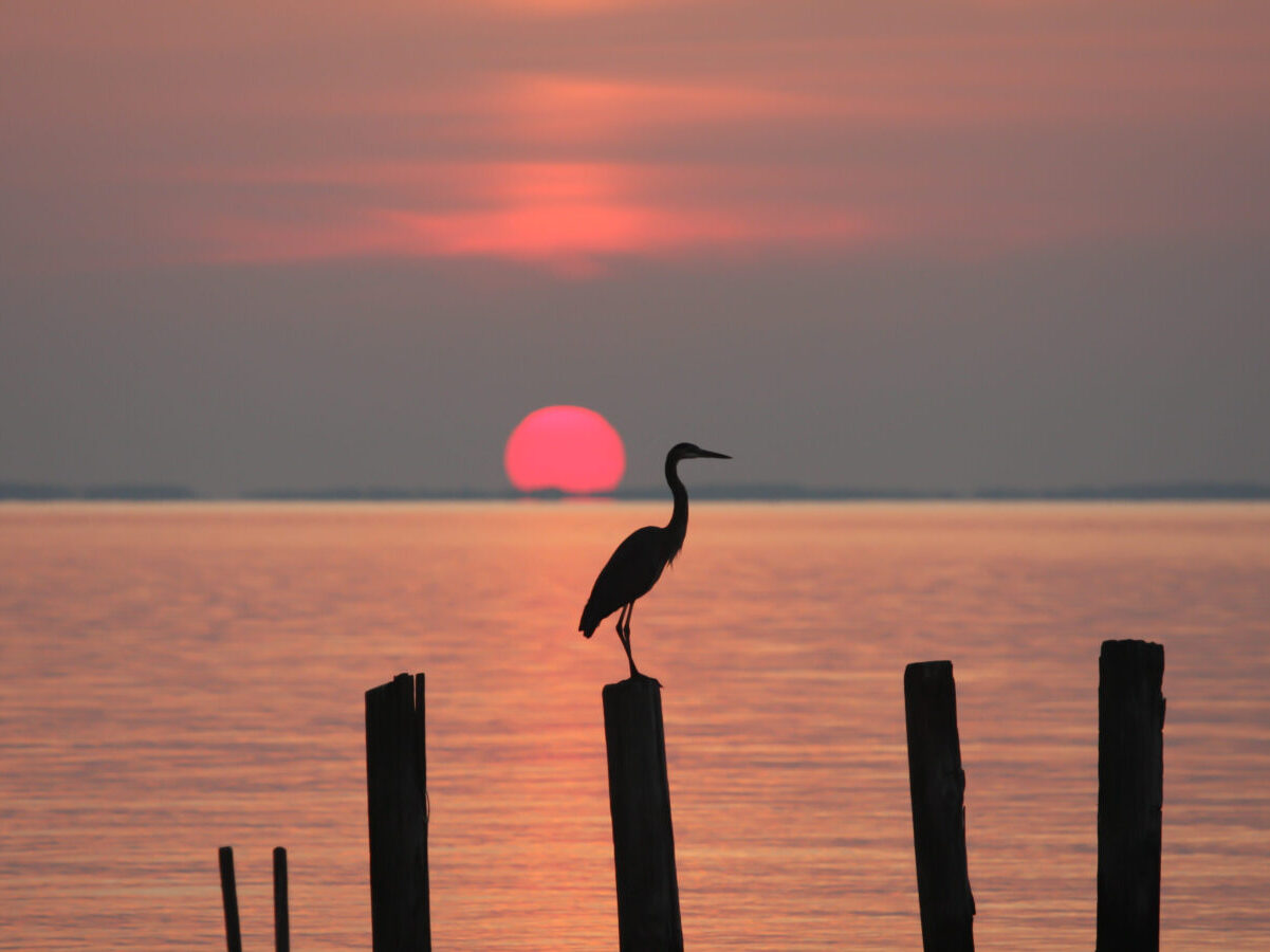 Heron perching on a piling at sunrise on the Chesapeake Bay in Chesapeake Beach, Calvert County, Maryland, USA.