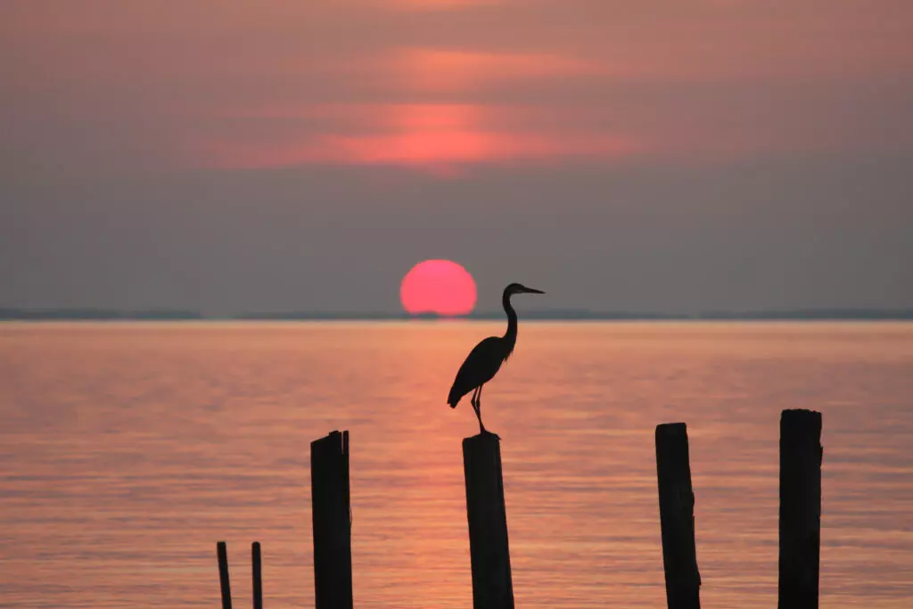 Heron perching on a piling at sunrise on the Chesapeake Bay in Chesapeake Beach, Calvert County, Maryland, USA.